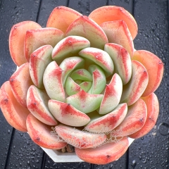 Real & Unique | Echeveria 'Dorothy'