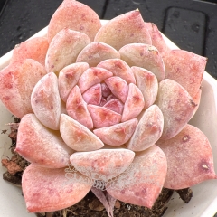 Real & Unique | Echeveria 'ice soul' - 'strawberry candy'