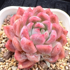 Real & Unique | Echeveria 'Fantasia'