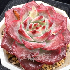 Real & Unique | Echeveria 'Purple Moon'