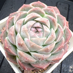 Real & Unique | Echeveria 'purple cloud'