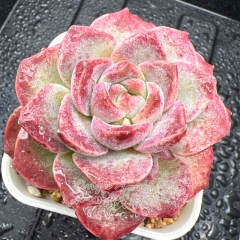 Real & Unique | Echeveria 'Cherry Moon'