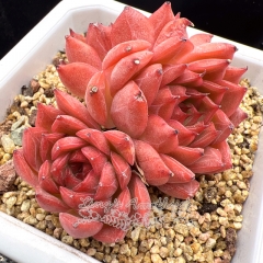 Real & Unique | Echeveria 'Gorgeous Dream'