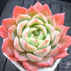 Real & Unique | Echeveria 'Red Glow'