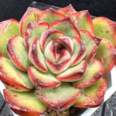 Real & Unique | Echeveria 'Bramble Rose'