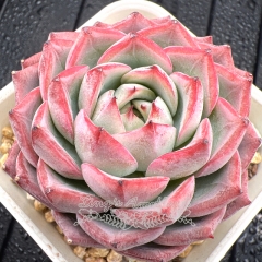 Real & Unique | Echeveria 'Datura'