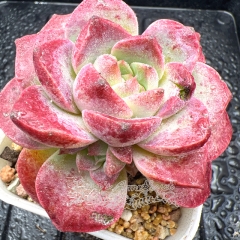 Real & Unique | Echeveria 'Cherry Moon'