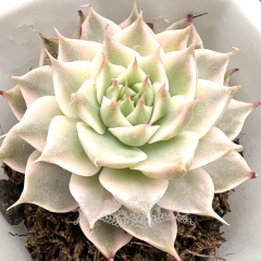 Real & Unique | Echeveria 'Margaret' variegata