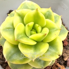 Real & Unique | Echeveria 'Rolly' variegata