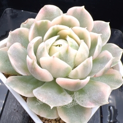 Real & Unique | Echeveria Onslow variegata