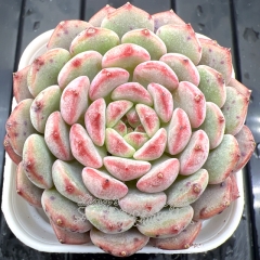 Real & Unique | Echeveria 'Honey'/ 'Hani'