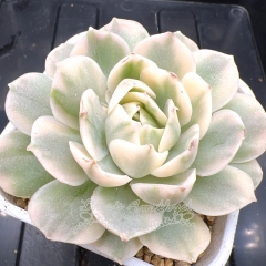 Real & Unique | Echeveria Onslow variegata