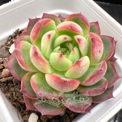 Real & Unique | Echeveria 'Elise'