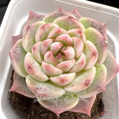 Real & Unique | Echeveria 'Flannel'