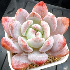 Real & Unique | Echeveria Monroe sp