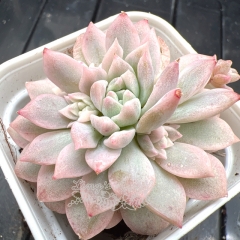 Real & Unique | Echeveria prolifica variegata