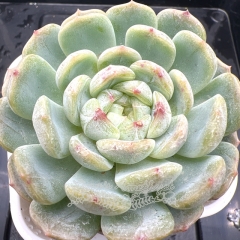 Real & Unique | Echeveria 'White Lover'