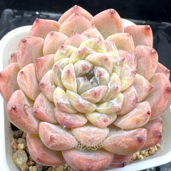 Real & Unique | Echeveria 'ice soul' - 'smoothie'