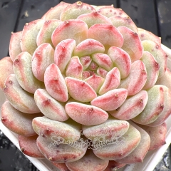 Real & Unique | Echeveria 'Honey'/ 'Hani'