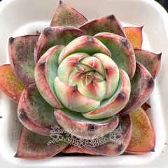 Real & Unique | Echeveria Casio sp