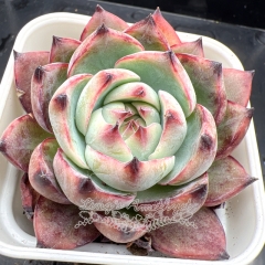 Real & Unique | Echeveria Casio sp