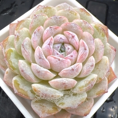 Real & Unique | Echeveria 'ice soul' - 'Snowy'