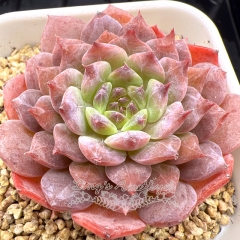 Real & Unique | Echeveria 'ice soul' - 'Ice hibiscus'