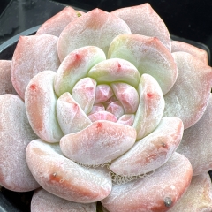 Real & Unique | Echeveria 'Starry Shadow'