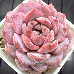 Real & Unique | Echeveria 'Purple dew'