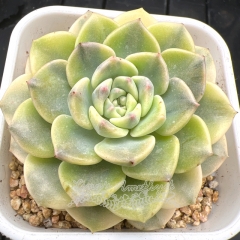 Real & Unique | Echeveria 'Jingle' variegata