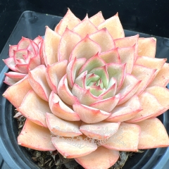 Real & Unique | Echeveria 'Aiglia'