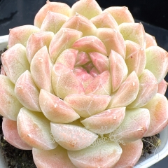 Real & Unique | Echeveria 'Candy Queen'