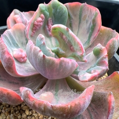 Real & Unique | Echeveria Rain Drops variegata