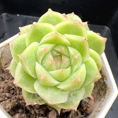 Real & Unique | Echeveria wheat straw - 'Green Diamond'