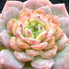 Real & Unique | Echeveria 'ice soul' - 'Ice hibiscus'