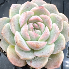 Real & Unique | Echeveria 'White Peach Soda'