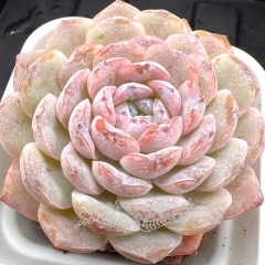 Real & Unique | Echeveria 'ice soul' - 'Snowy'