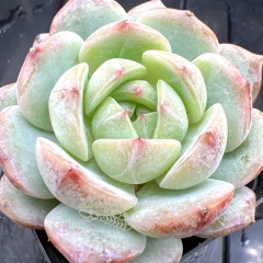 Real & Unique | Echeveria 'Emerald Pinecone'