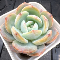 Real & Unique | Echeveria 'Orange Phoenix'