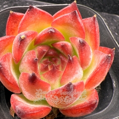 Real & Unique | Echeveria Fire pillar