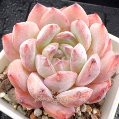 Real & Unique | Echeveria 'Strawberry Almond'