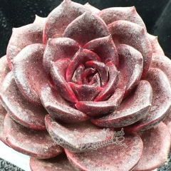 Real & Unique | Echeveria 'Magic Rose'