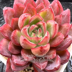 Real & Unique | Echeveria 'Green Dragon'/'Katyusha'