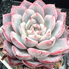 Real & Unique | Echeveria 'Pink frost'