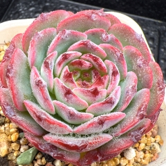 Real & Unique | Echeveria 'Fruit candy'