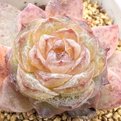 Real & Unique | Echeveria 'ice soul' - 'Amber'