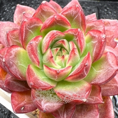 Real & Unique | Echeveria 'Green Dragon'/'Katyusha'