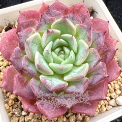 Real & Unique | Echeveria 'Blusher'