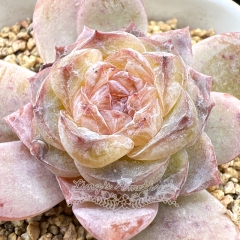 Real & Unique | Echeveria 'ice soul' - 'Amber'