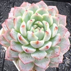 Real & Unique | Echeveria 'Snow Bird'